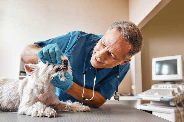 Best Emergency Dental Extractions in Herscher, IL
